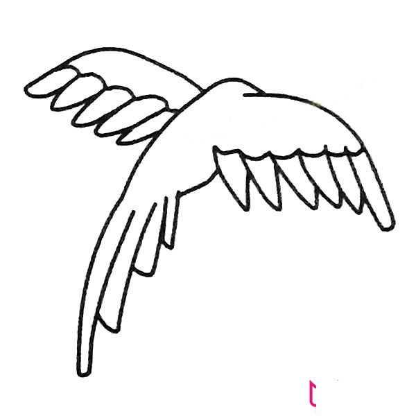 漂亮的动物简笔画大全，鹦鹉简笔画