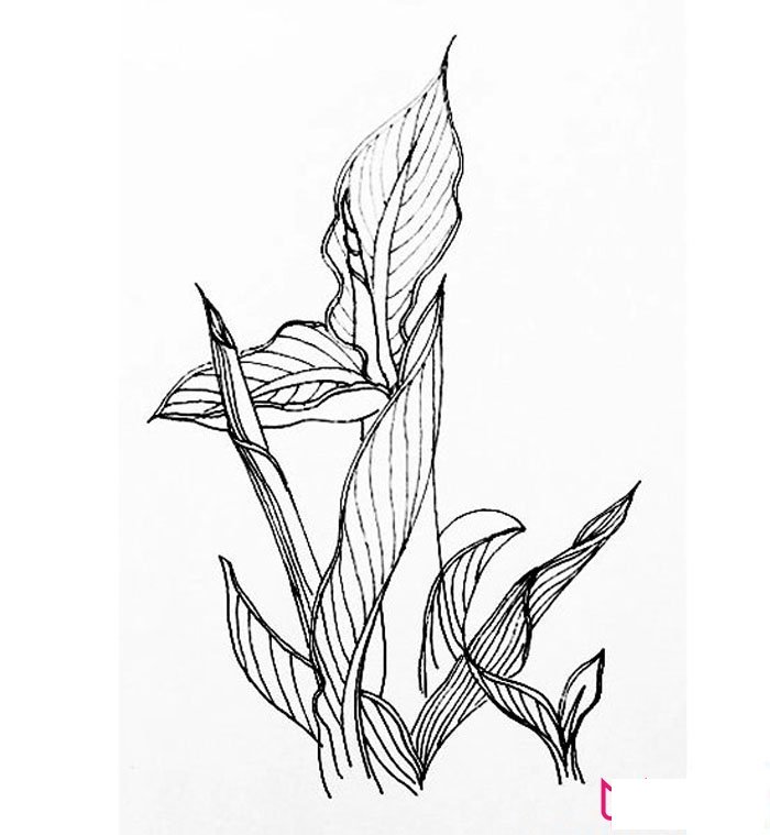 简单的植物简笔画，美人蕉简笔画