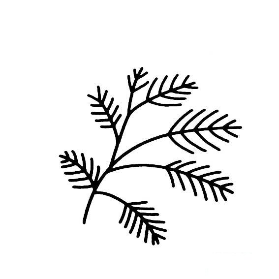 柏树树叶的画法