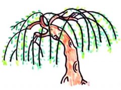 怎么画垂柳柳树详细步骤图简笔画教程涂颜色