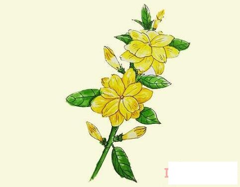 漂亮迎春花简笔画画法步骤教程涂颜色