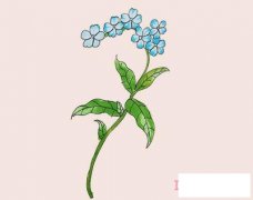 勿忘草简笔画画法步骤教程涂颜色