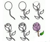 妖娆的紫色玫瑰简笔画画法_怎么画妖娆的紫色玫