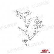 勿忘我花的画法花卉
