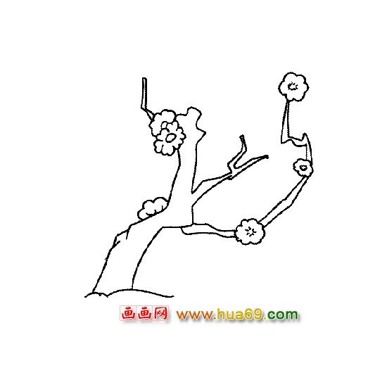 开了的梅花-花卉简笔画