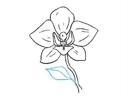 兰花简笔画的画法步骤图片