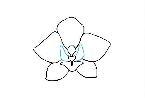 兰花简笔画的画法步骤图片