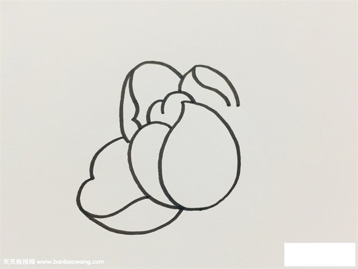 芍药简单画法