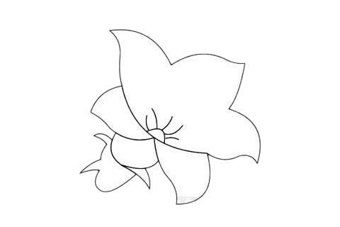 桔梗花简笔画图片