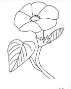 一朵牵牛花简笔画画法_怎么画一朵牵牛花