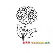 一朵菊花简笔画
