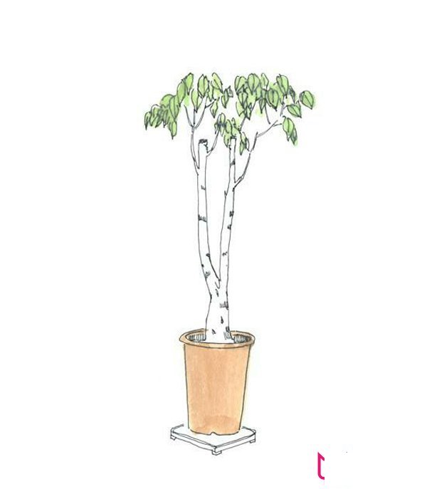 小清新的植物简笔画图片，小盆栽简笔画