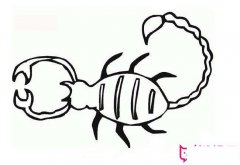 蝎子简笔画图片大全，简单的蝎子画法