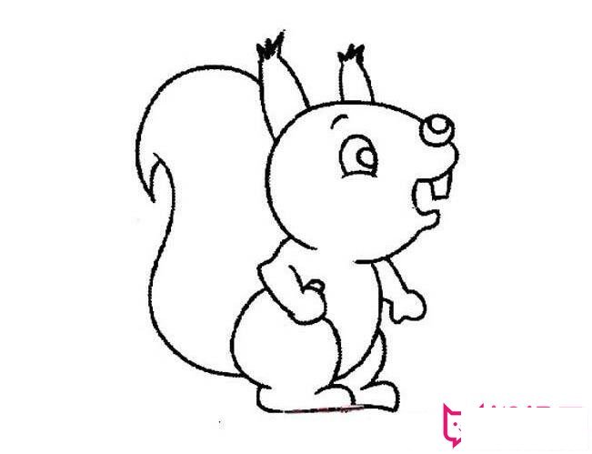 小动物简笔画大全,可爱的小松鼠简笔画