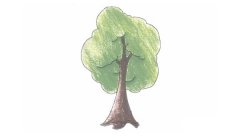 小树简笔画的画法步骤图教程