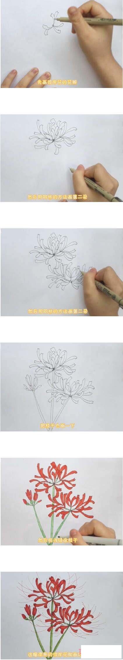 彼岸花涂色怎么画简单漂亮 彼岸花简笔画图片