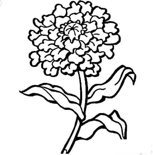 简笔画盛开的菊花的具体画法步骤图片教程