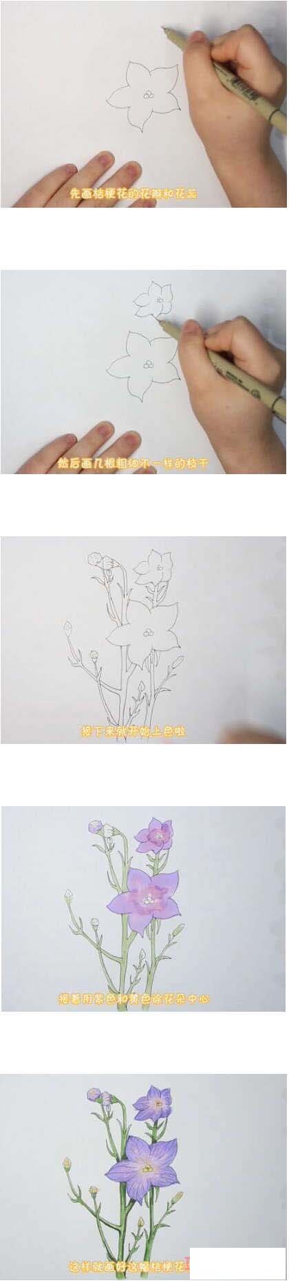 桔梗花简笔画画法步骤教程涂颜色