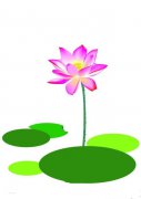 彩色荷花简笔画画法_怎么画彩色荷花