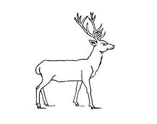 马鹿简笔画图片