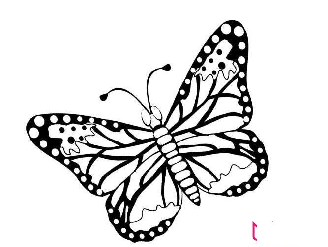 1一6年级画画图片大全，各种美丽的蝴蝶简笔画图片