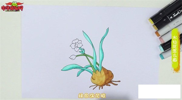 水仙花怎么画