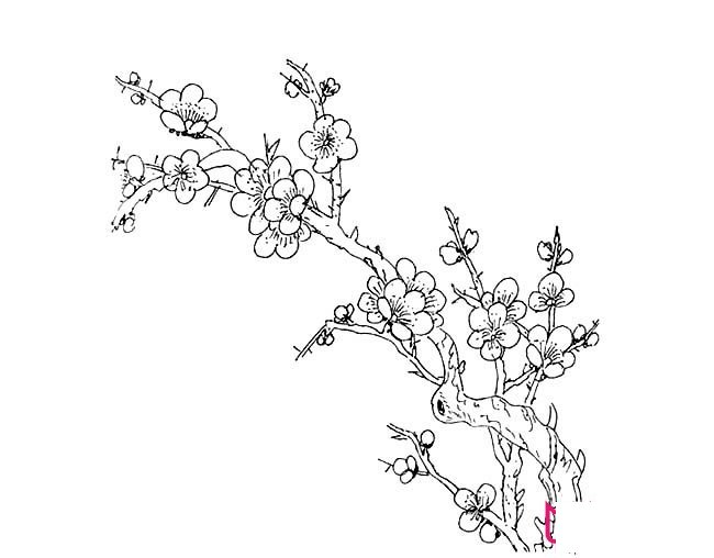 漂亮的简笔画花图片，满树梅花