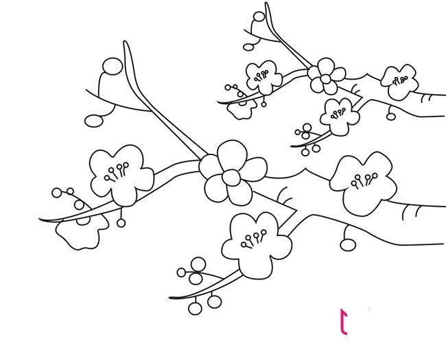 漂亮的简笔画花图片，满树梅花