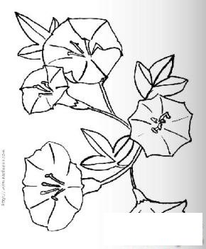 简笔画风雨中的牵牛花的具体画法步骤图片教程