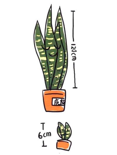 虎皮兰简笔画图片