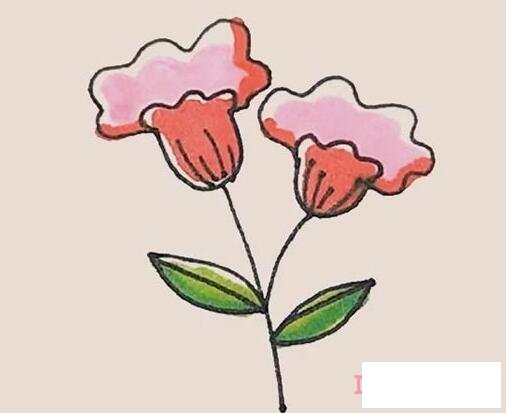 一步一步绘画鸡冠花简笔画教程涂颜色