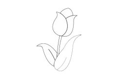 郁金香简笔画简单画法及图片大全