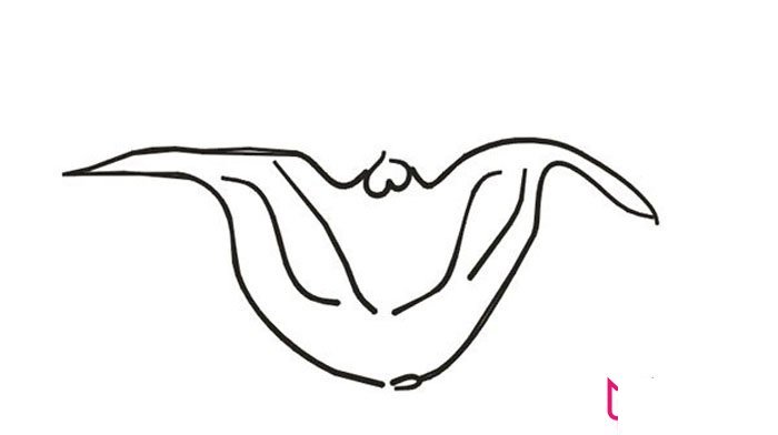 简单的菱角简笔画