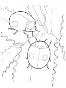两只瓢虫简笔画