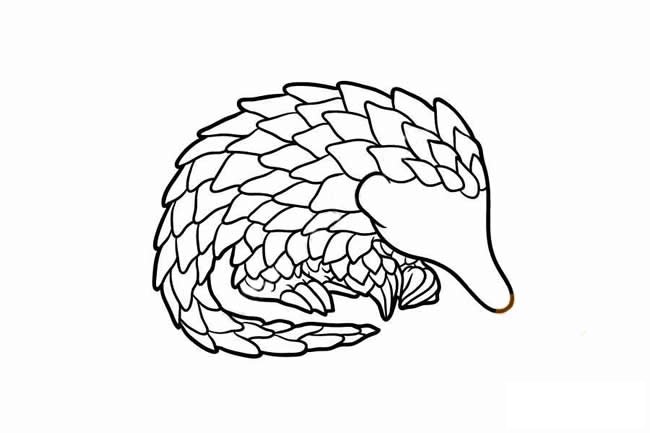 穿山甲简笔画