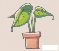 滴水观音盆栽简笔画画法步骤教程涂颜色