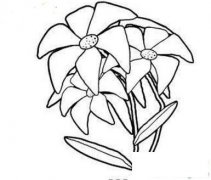 美丽动人的百合花简笔画画法_怎么画美丽动人的