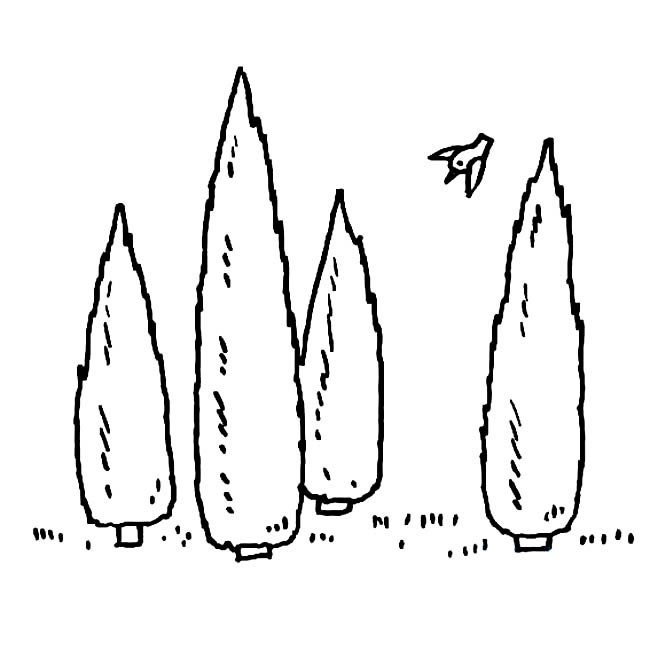 小树林植物简笔画步骤图片大全