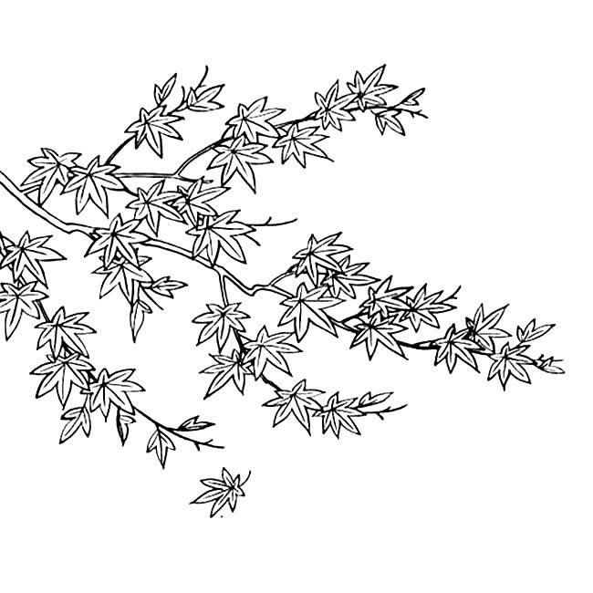 秋天的枫叶简笔画图片