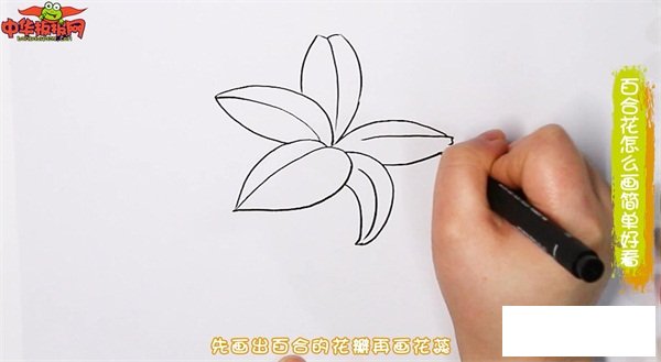 百合花怎么画简单好看
