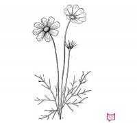 儿童简单的波斯菊简笔画