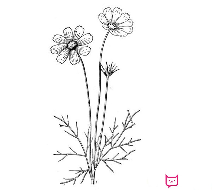 儿童简单的波斯菊简笔画