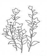 桔梗花简笔画