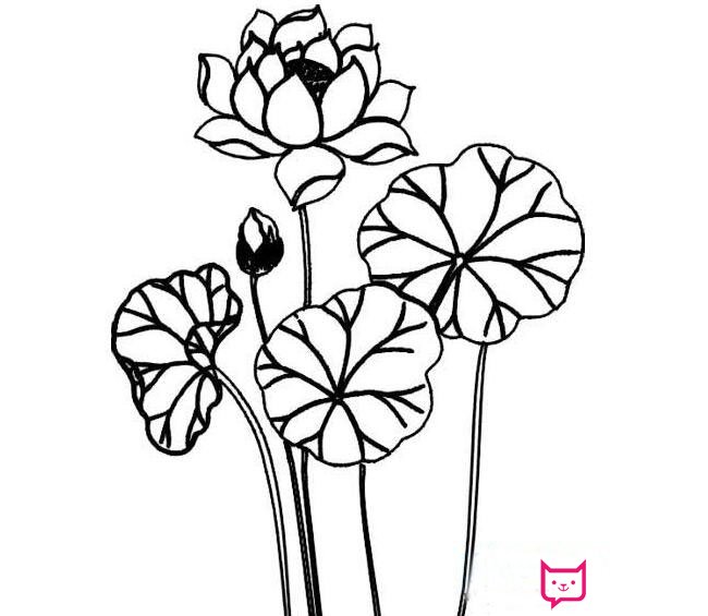 漂亮的荷花简笔画图片,荷花怎么画
