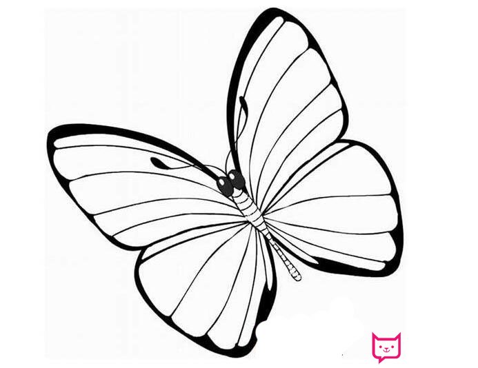 1一6年级画画图片大全，各种美丽的蝴蝶简笔画图片