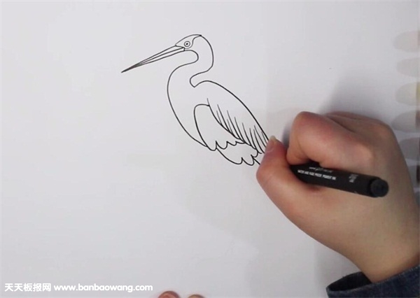 苍鹭简笔画