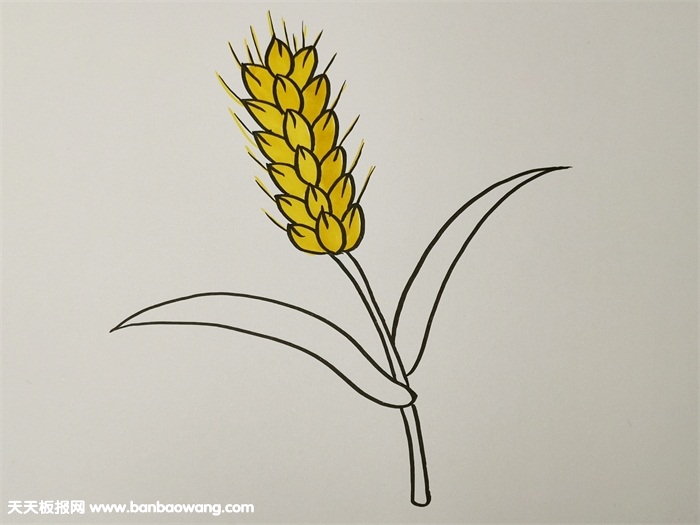 秋天成熟的麦穗简笔画