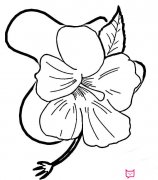 好看的芙蓉花简笔画图片