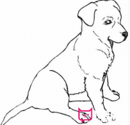 小狗狗简笔画，忠诚的狗狗