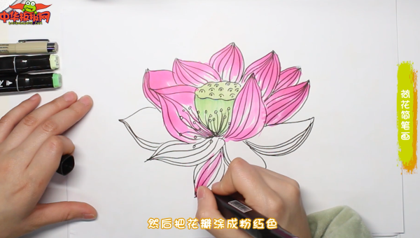 荷花简笔画